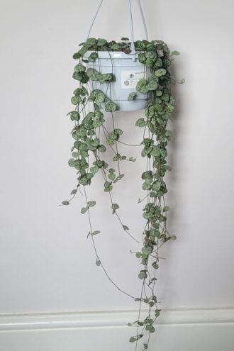 String of Hearts