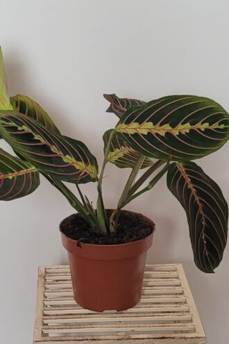 Maranta Fascinator