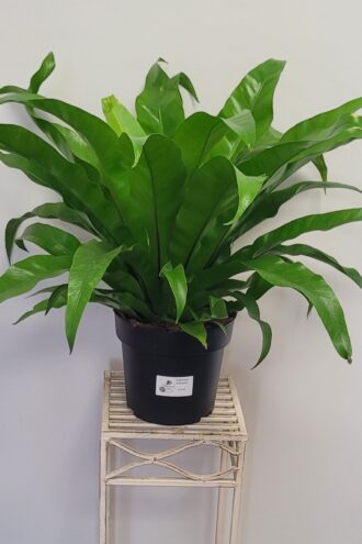 Asplenium Antiquum (Bird's Nest Fern)