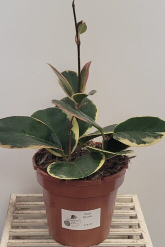 Hoya Australis Blondie