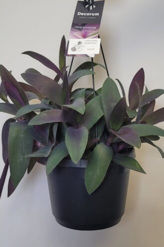 Tradescantia Purple Heart