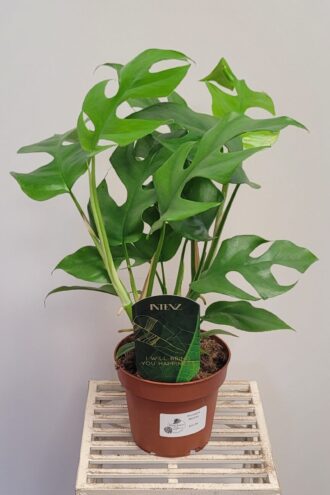 Monstera Minima
