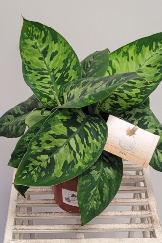 Homalomena Camoflague