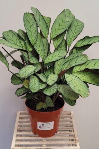 Ctenanthe Amagris