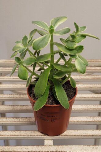 Crassula Swaziensis Variegata