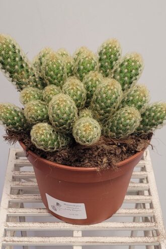 Mammillaria Elongata