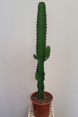 Euphorbia Acrurensis