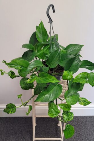 Epipremnum Jessenia