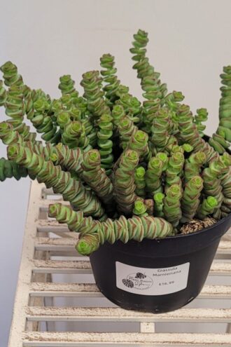 Crassula Marnieriana