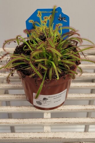 Drosera Capensis 'Red Form'