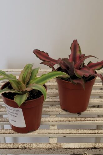 Cryptanthus 'Earth Star'