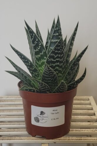 Aloe Tiki Tahi