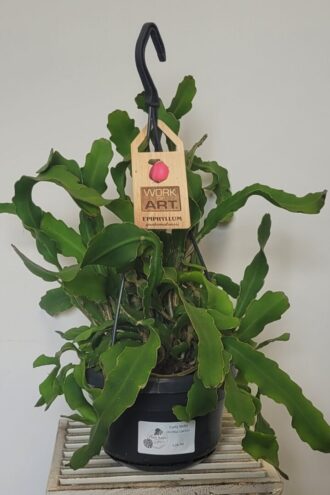 Curly Locks Orchid Cactus