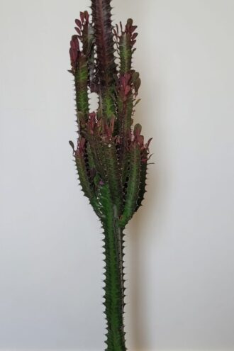 Euphorbia Trigona Rubra