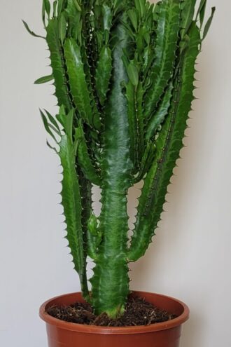 Euphorbia Trigona