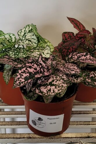 Hypoestes 'Polka Dot Plant'