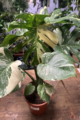 Monstera Thai Constellation