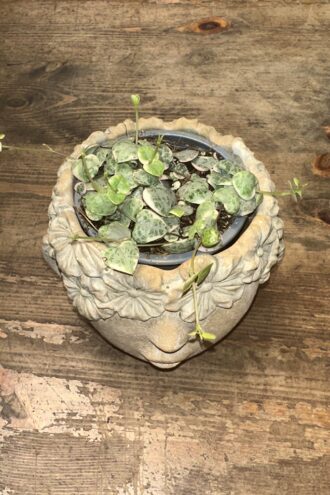 Variegated String of Hearts
