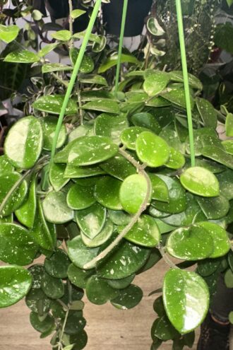 Hoya Mathilde