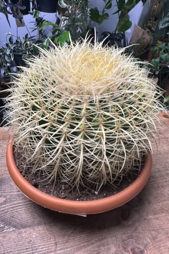 Golden Barrel Cactus