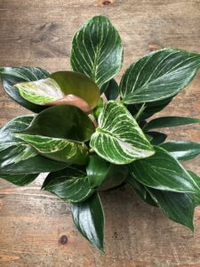 Philodendron Birkin - Reverted