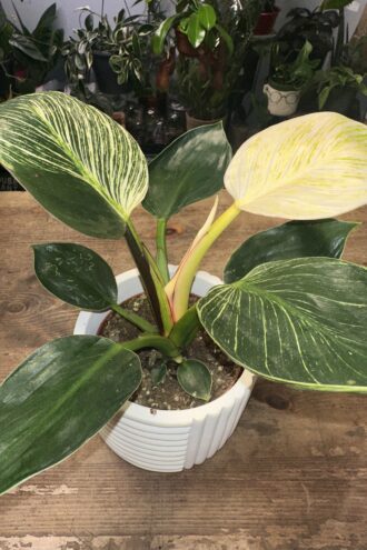Philodendron Birkin