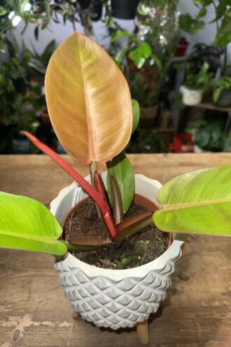 Philodendron Prince of Orange