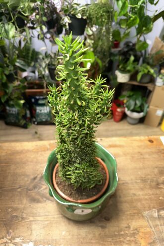 Austrocylindropuntia Subulata