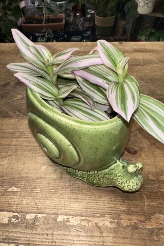 Tradescantia Nanouk