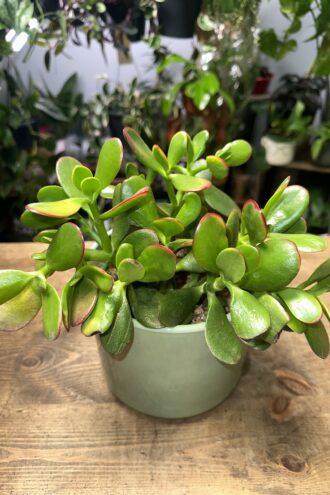 Crassula Sunset
