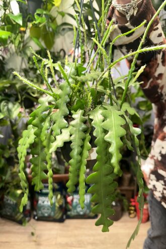 Epiphyllum Anguliger